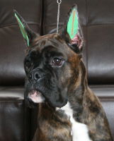 Tienlung's Proof of Concept (Canada) at 6 months.