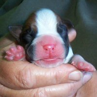 Memphis at one day old.