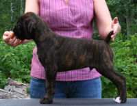 Boxer puppies - 8 weeks.