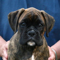 Boxer puppies - 8 weeks.