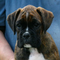 Boxer puppies - 8 weeks.