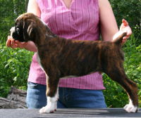 Boxer puppies - 8 weeks.