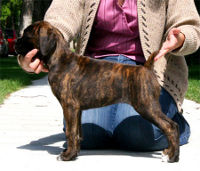 Boxer puppies - 8 weeks.
