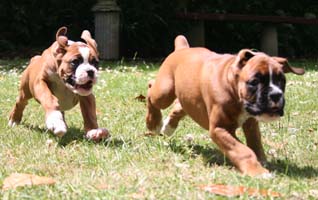 Boxer Puppies Running