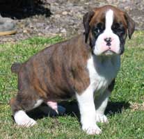 Toilet Training a Boxer Puppy