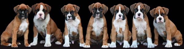 Seven Boxer Dogs