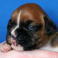 Boxer puppies - Bitch One, thirteen days old.