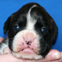 Boxer puppies - Bitch Three, thirteen days old.