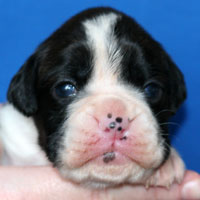 Boxer puppies - Bitch Four, thirteen days old.