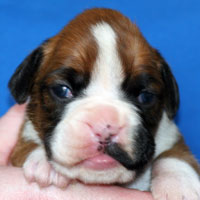 Boxer puppies - Bitch Five, thirteen days old.