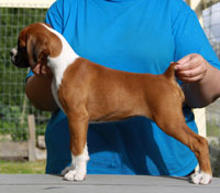 Boxer puppies - 12 weeks old.