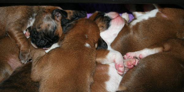 Boxer puppies sleeping, 10 days old