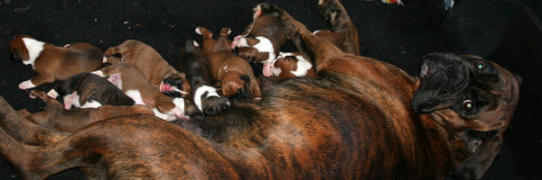 Boxer puppies feeding, 7 days old