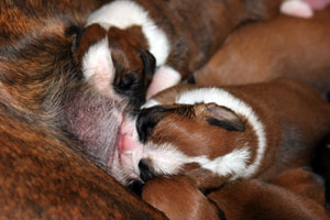 Boxer puppies - 13 days old.