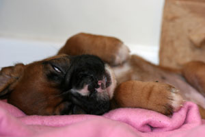 Boxer puppies - 5 weeks old.