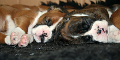 Boxer puppies - 5 weeks old.