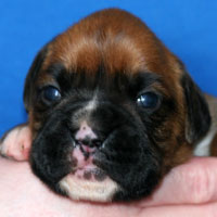 Boxer puppies - Dog Four, thirteen days old.