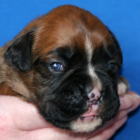 Boxer puppies - Dog Five, thirteen days old.