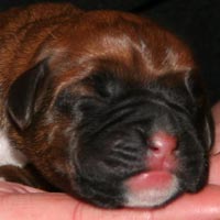 Boxer puppies - Bitch One, one day old.