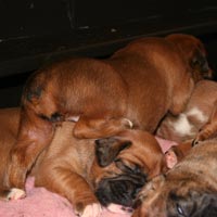 Boxer puppies - Bitch One, 19 days old.