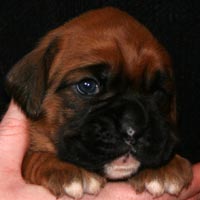 Boxer puppies - Bitch One, 21 days old.