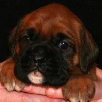 Boxer puppies - Bitch One, 26 days old.
