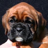 Boxer puppies - Bitch One, 36 days old.