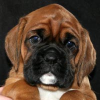 Boxer puppies - Bitch One, 6 weeks old.
