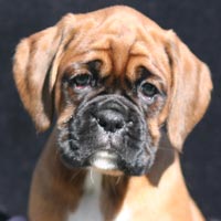 Boxer puppies - Bitch One, 7 weeks old.