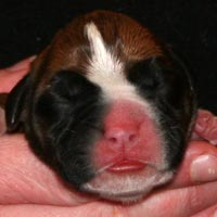 Boxer puppies - Bitch Three, one day old.