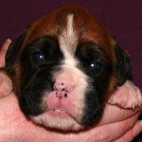 Boxer puppies - Bitch Three, 15 days old.