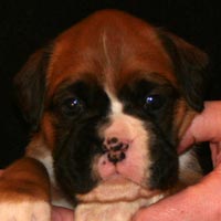 Boxer puppies - Bitch Three, 26 days old.