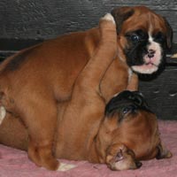 Boxer puppies - Bitch 3, 4 weeks old.