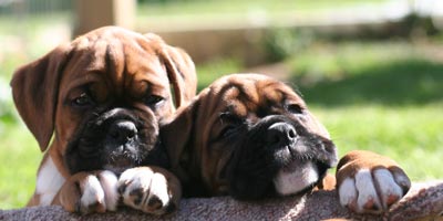 Boxer puppies - Dog Two, 7 weeks old.