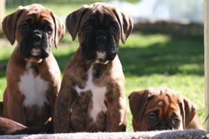 Boxer puppies - Dog One, 7 weeks old.