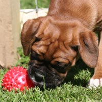 Boxer puppies - Dog Two.