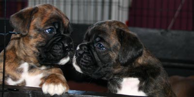 Boxer puppies - Dog One and Bitch Two 1 month old.