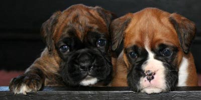 Boxer puppies - Dog One and Bitch 3, 30 days old.
