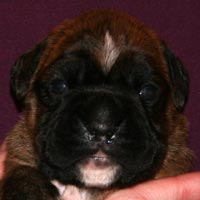 Boxer puppies - Dog One, 15 days old.