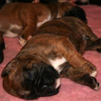 Boxer puppies - Dog One, 19 days old.