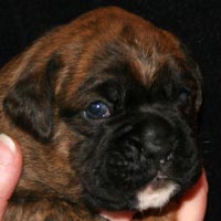Boxer puppies - Dog One, 21 days old.