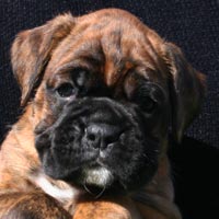Boxer puppies - Dog One, 36 days old.