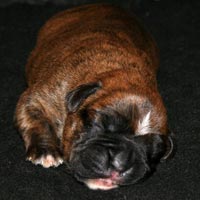 Boxer puppies - Dog One, one day old.