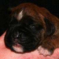 Boxer puppies - Dog One, nine days old.