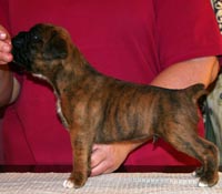 Boxer puppies - Dog One, 26 days old.