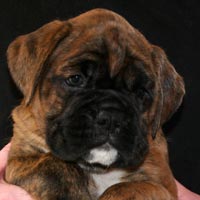 Boxer puppies - Dog One, 6 weeks old.