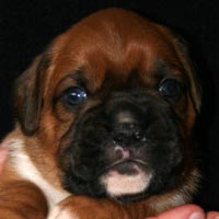 Boxer puppies - Dog Two, 21 days old.