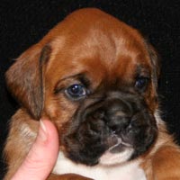 Boxer puppies - Dog Two, 26 days old.