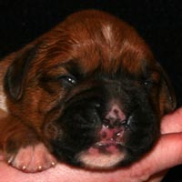 Boxer puppies - Dog Two, nine days old.