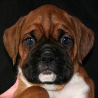 Boxer puppies - Dog Two, 6 weeks old.